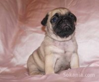 Chiot carlin de race pure