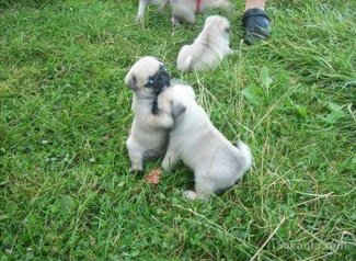 Chiot carlin de race pure