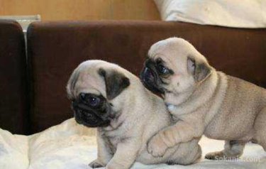 Chiot carlin de race pure