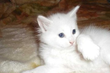 Chaton angora de race pure