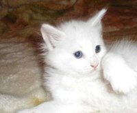 Chaton angora de race pure
