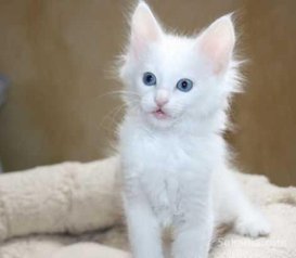 Chaton angora de race pure