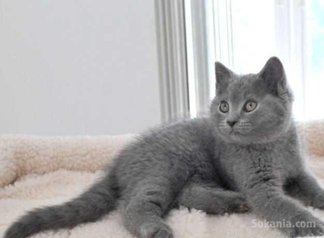 Chaton chartreux de race pure age 2 mois