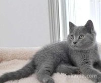 Chaton chartreux de race pure age 2 mois