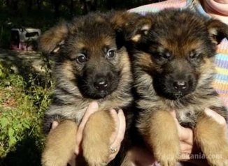 Chiot berger allemand race pure