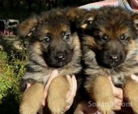 Chiot berger allemand race pure
