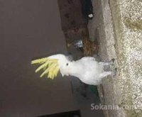 Chiots berger allemand
