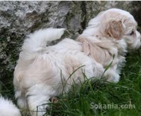 Chiots bichon havanais nain de race pure