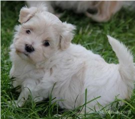 Chiots bichon havanais nain de race pure