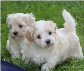 Chiots bichon havanais nain de race pure