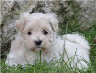 Chiots bichon havanais nain de race pure