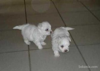 Chiots bichon maltais race pure