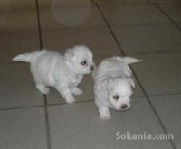 chiots bichon maltais race pure