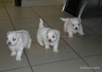 Chiots bichon maltais race pure