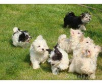 chiots bichon havanais nain