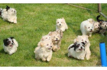 Chiots bichon havanais nain