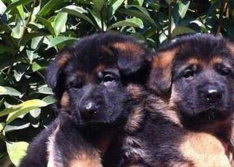 Chiots berger allemand race pure