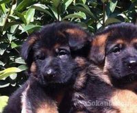 Chiots berger allemand race pure