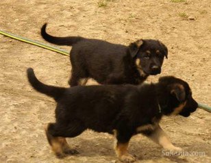 Chiots berger allemand race pure