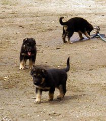 Chiots berger allemand race pure
