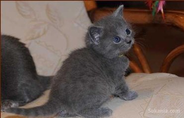 Chaton chartreux de race pure