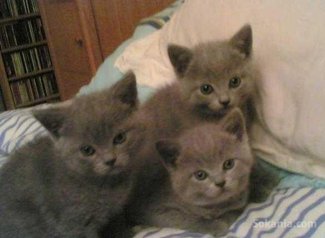 Chaton chartreux de race pure