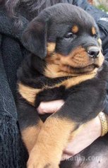 Chiots rottweiler de race pure