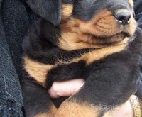 Chiots rottweiler de race pure