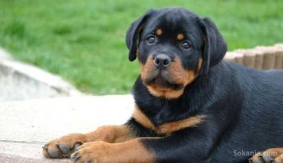 Chiots rottweiler de race pure