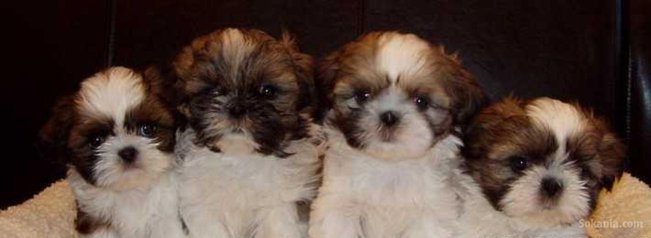 Chiots shih tzu de race pure