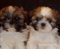 Chiots shih tzu de race pure