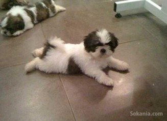 Chiots shih tzu de race pure