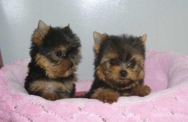 Yorkshire toye de la miniature taille de race pure
