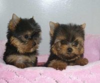 Yorkshire toye de la miniature taille de race pure