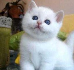 Chaton angora américaine poile longe
