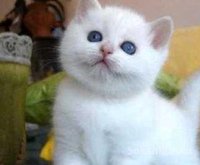 Chaton angora américaine poile longe