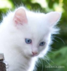 Chaton angora américaine poile longe