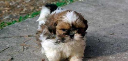 Chiots shih tzu de race pure