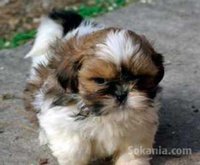 Chiots shih tzu de race pure