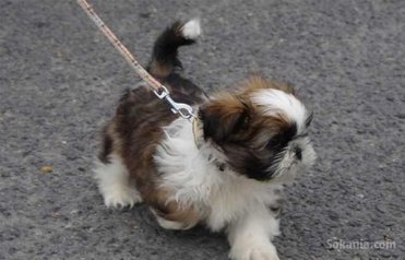 Chiots shih tzu de race pure