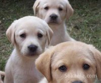 Chiot labrador