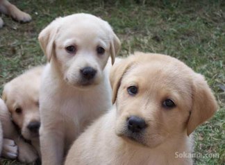 Chiot labrador