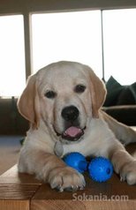 Chiots labrador race pure