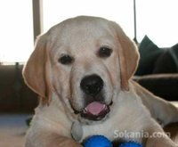 Chiots labrador race pure