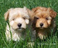 Chiots bichon havanais nain