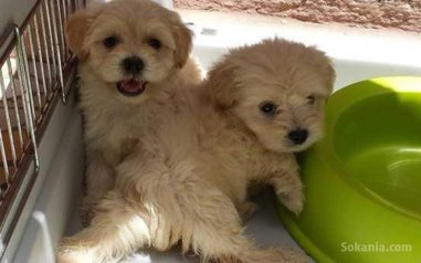 Chiots bichon havanais nain