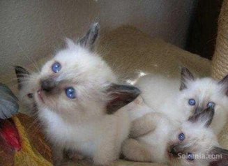 Chaton sacré Birmanie de race pure