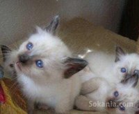 Chaton sacré Birmanie de race pure
