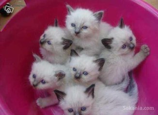 Chaton sacré Birmanie de race pure