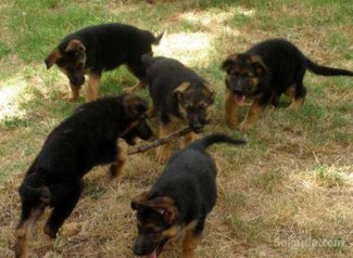 Chiots berger allemand race pure